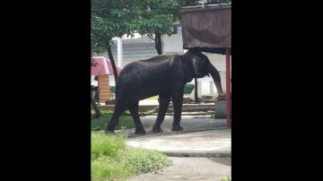 El elefante del zoo de Tailandia