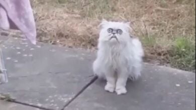 El terrorífico gato viral que está acosando a un actor de Hollywood