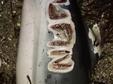 Heridas en el cuerpo de un delfín Heridas en el cuerpo de un delfín