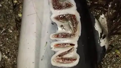 Heridas en el cuerpo de un delfín Heridas en el cuerpo de un delfín