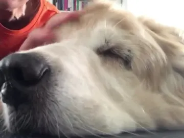 La escritora junto a su perro, a punto de morir La escritora junto a su perro, a punto de morir