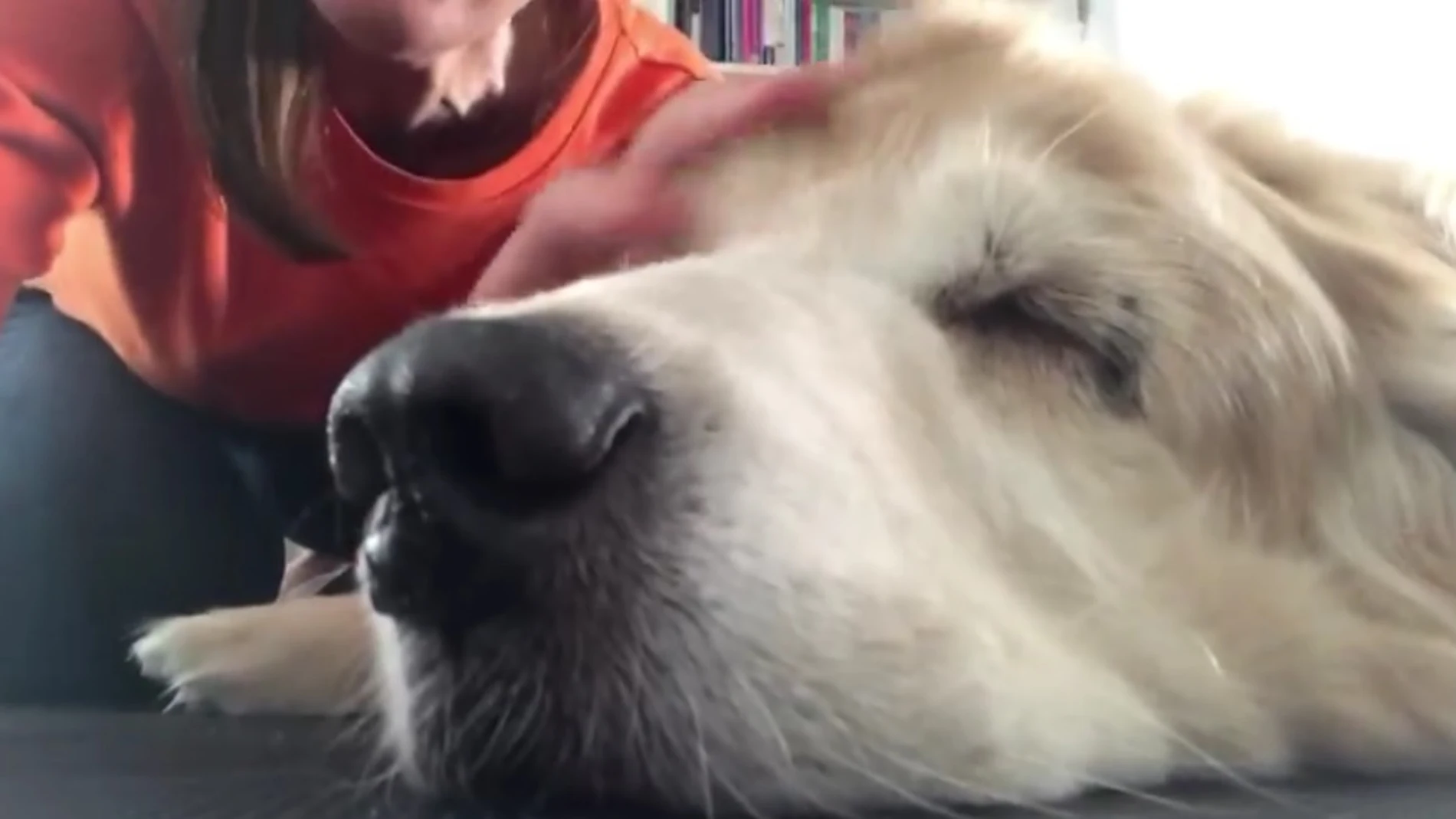 La escritora junto a su perro, a punto de morir La escritora junto a su perro, a punto de morir