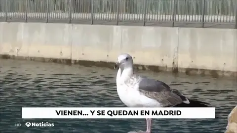 NUEVA - GAVIOTAS NUEVA - GAVIOTAS