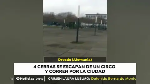 Cuatro cebras se escapan de un circo y corren por la ciudad alemana de Dresde Cuatro cebras se escapan de un circo y corren por la ciudad alemana de Dresde