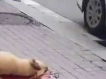 Un agente de policía abate a un perro tras ser atacado en Barcelona