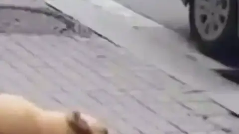 Un agente de policía abate a un perro tras ser atacado en Barcelona Un agente de policía abate a un perro tras ser atacado en Barcelona