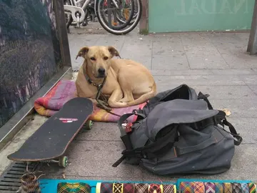 Sota, la perra abatida por un disparo de la Guardia Urbana Sota, la perra abatida por un disparo de la Guardia Urbana