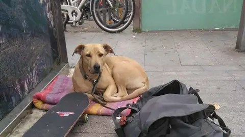 Sota, la perra abatida por un disparo de la Guardia Urbana Sota, la perra abatida por un disparo de la Guardia Urbana
