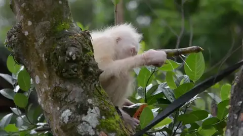 Orangután Orangután