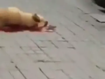 La policía abate a un perro tras ser atacado en Barcelona La policía abate a un perro tras ser atacado en Barcelona