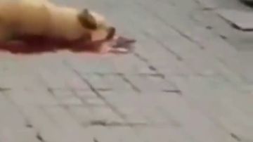 La policía abate a un perro tras ser atacado en Barcelona