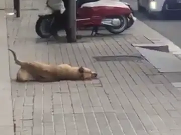Sota, la perra que ha muerto por un disparo de la Guardia Urbana Sota, la perra que ha muerto por un disparo de la Guardia Urbana