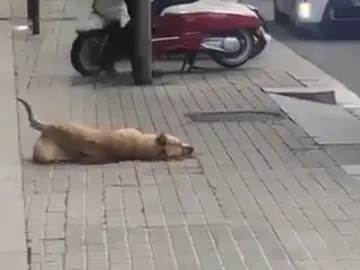 Sota, la perra que ha muerto por un disparo de la Guardia Urbana Sota, la perra que ha muerto por un disparo de la Guardia Urbana