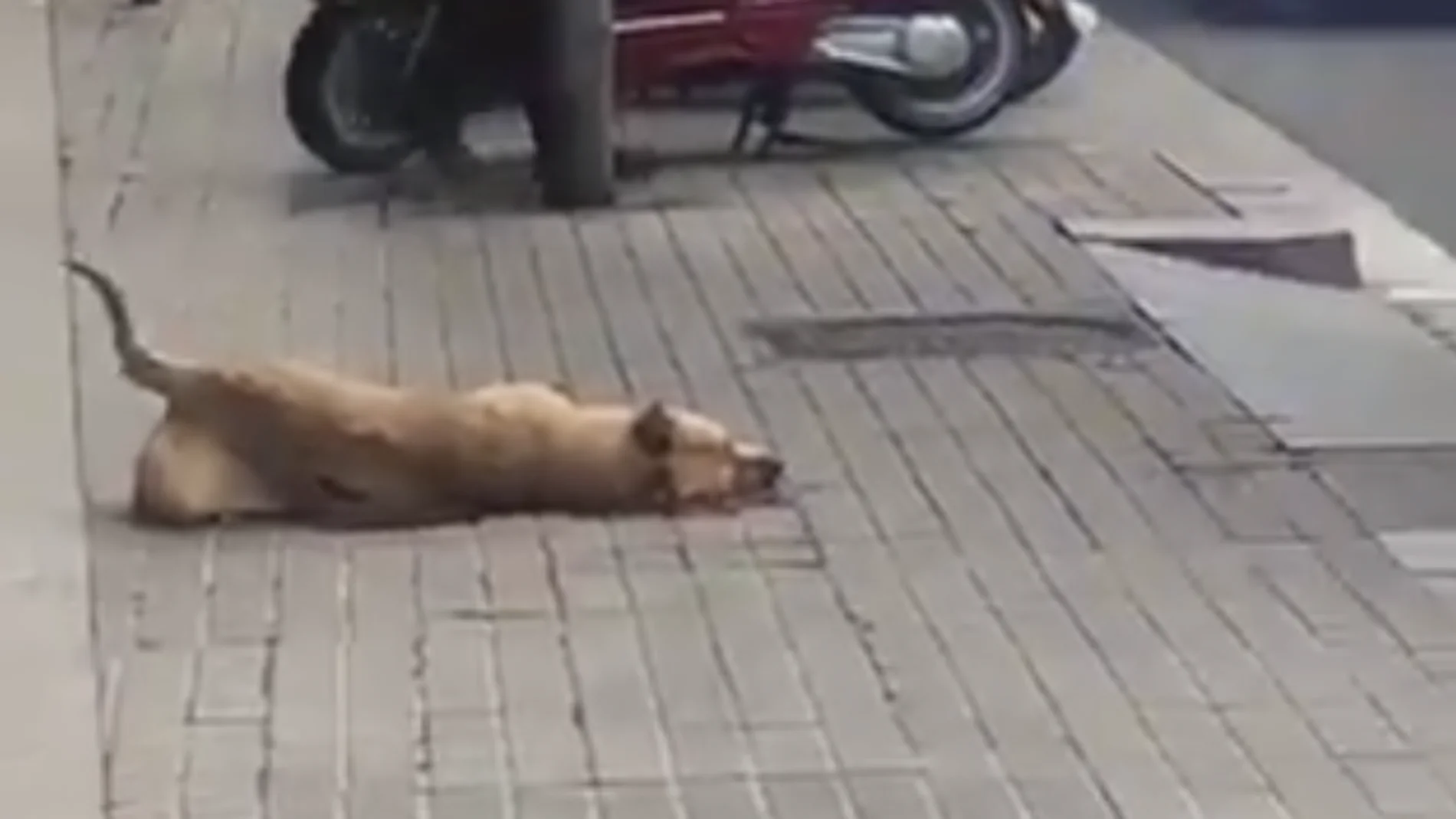 Sota, la perra que ha muerto por un disparo de la Guardia Urbana Sota, la perra que ha muerto por un disparo de la Guardia Urbana