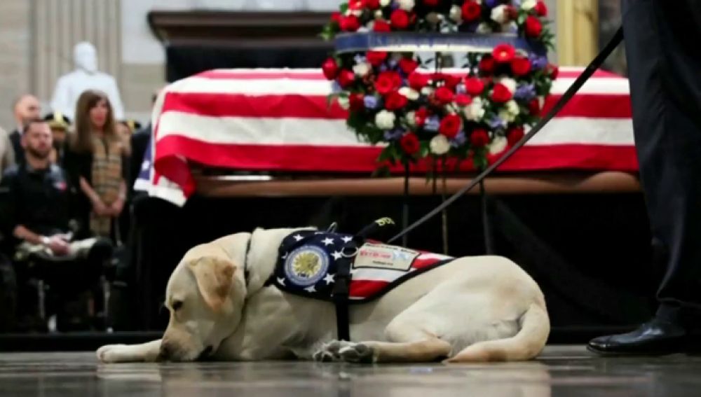 Sully, el perro del expresidente George Bush, regresa a la organización que se lo cedió para que superara la muerte de su esposa