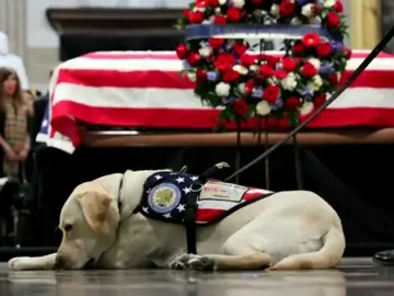 Sully, el perro del expresidente George Bush, regresa a la organización que se lo cedió para que superara la muerte de su esposa Sully, el perro del expresidente George Bush, regresa a la organización que se lo cedió para que superara la muerte de su esposa