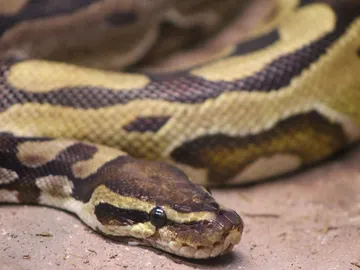 Serpiente pitón Serpiente pitón