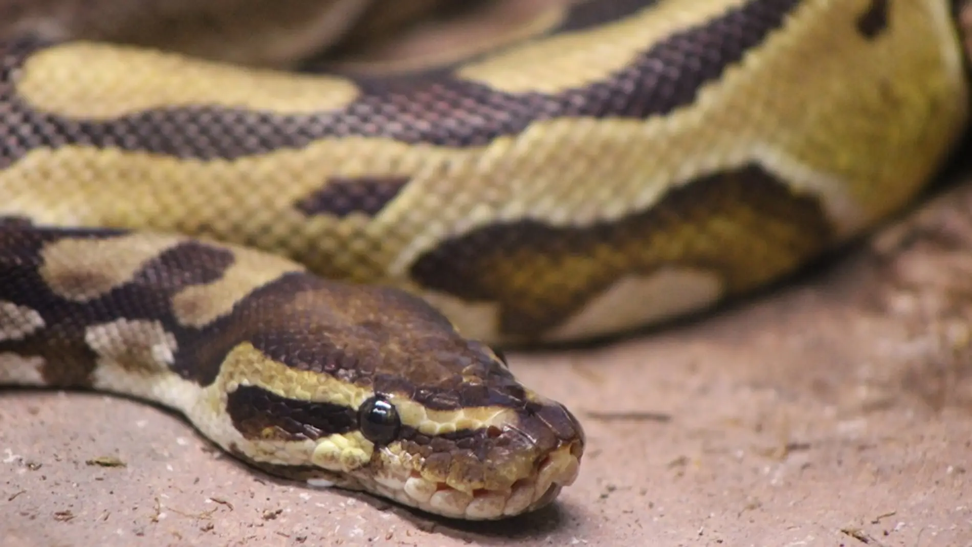 Serpiente pitón