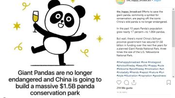Los pandas ya no están en peligro de extinción