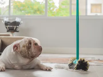 Un perro suelta pelo en casa Un perro suelta pelo en casa