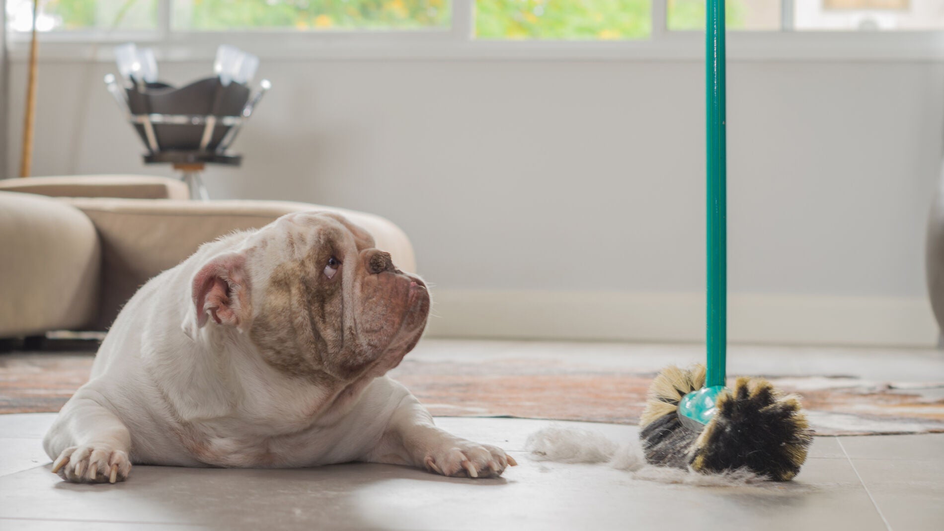 Un perro suelta pelo en casa