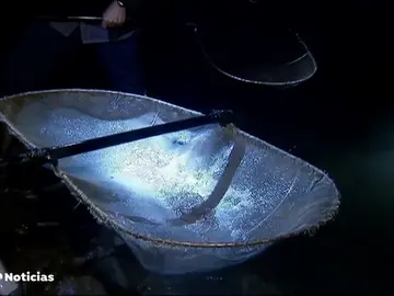 Así es la difícil tarea manual de coger angulas, que se venden a 1.000 euros el kilo Así es la difícil tarea manual de coger angulas, que se venden a 1.000 euros el kilo