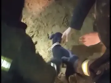 Perro rescatado en Arroyomolinos Perro rescatado en Arroyomolinos