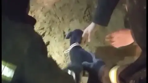 Perro rescatado en Arroyomolinos Perro rescatado en Arroyomolinos