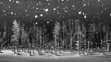 Snowflakes de Rucca Y Ito Snowflakes de Rucca Y Ito