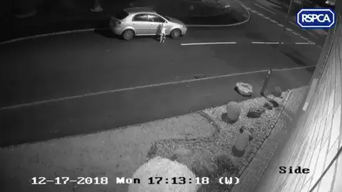 Las duras imágenes que muestran el abandono de un dueño a su perro Las duras imágenes que muestran el abandono de un dueño a su perro