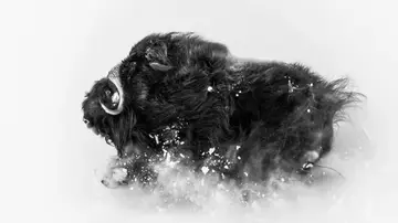 Deep Snow de Jonas Beyer Deep Snow de Jonas Beyer