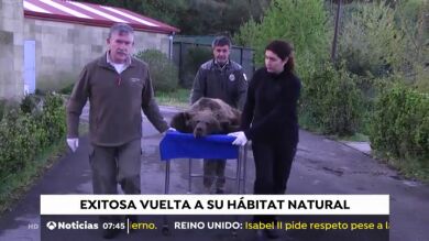 Beato, el oso que buscaba compañía humana en Cantabria, es devuelto a su hábitat natural