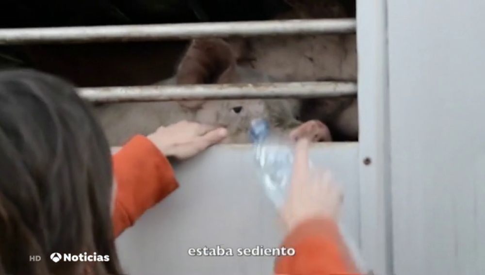 REEMPLAZO "Vigilias veganas" para despedir al ganado que va al matadero