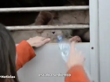 REEMPLAZO "Vigilias veganas" para despedir al ganado que va al matadero REEMPLAZO "Vigilias veganas" para despedir al ganado que va al matadero
