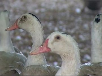 California continua con la defensa a los patos y seguirá prohibiendo el foie