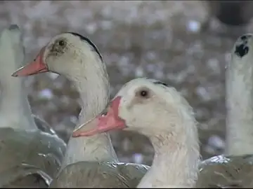 California continua con la defensa a los patos y seguirá prohibiendo el foie California continua con la defensa a los patos y seguirá prohibiendo el foie
