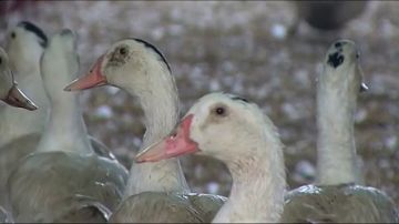 California continua con la defensa a los patos y seguirá prohibiendo el foie