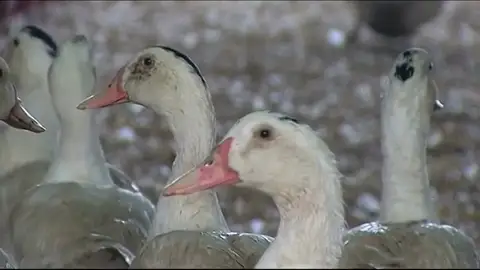 California continua con la defensa a los patos y seguirá prohibiendo el foie California continua con la defensa a los patos y seguirá prohibiendo el foie