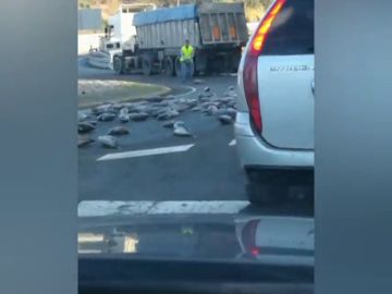 Imagen insólita: un camión pierde su carga y llena la carretera de atunes