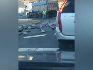 Imagen insólita: un camión pierde su carga y llena la carretera de atunes Imagen insólita: un camión pierde su carga y llena la carretera de atunes