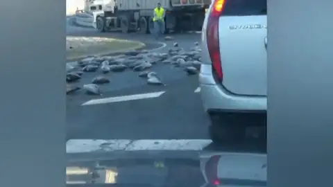 Imagen insólita: un camión pierde su carga y llena la carretera de atunes Imagen insólita: un camión pierde su carga y llena la carretera de atunes
