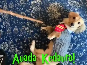 Remus, el perro de Gryffindor Remus, el perro de Gryffindor