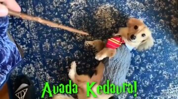 Remus, el perro de Gryffindor