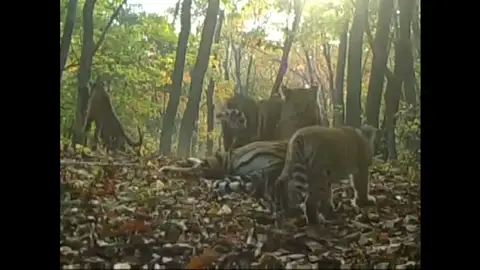 Las tiernas imágenes de una familia de tigres siberianos en un Parque Natural de China Las tiernas imágenes de una familia de tigres siberianos en un Parque Natural de China
