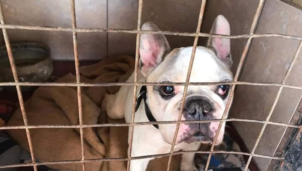 Un perro desaparecido se reúne con su dueña diez años después