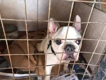 Un perro desaparecido se reúne con su dueña diez años después Un perro desaparecido se reúne con su dueña diez años después