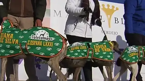 Campeonato de España de Galgos Campeonato de España de Galgos