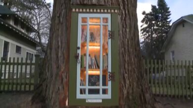 Una antigua encuadernadora de libros transforma un viejo árbol en una increíble biblioteca