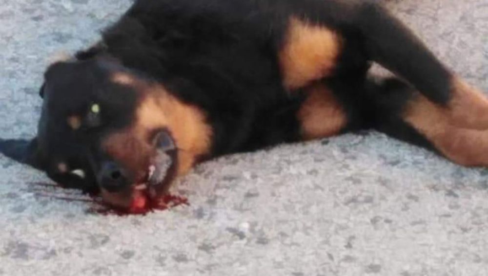 El perro tras ser abatido