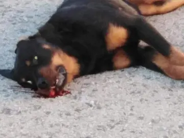 El perro tras ser abatido El perro tras ser abatido